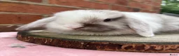 Mini Lop rabbits for sale: Pedigreed pure bred mini lops  - Advert 3