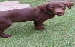 Labrador Retriever dogs for sale: **READY NOW**CHOCOLATE LAB PUPS - Image 22