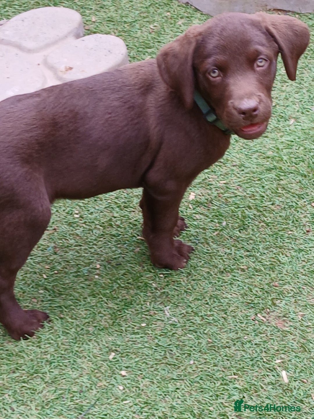 Labrador Retriever dogs for sale: **READY NOW**CHOCOLATE LAB PUPS - Image 22