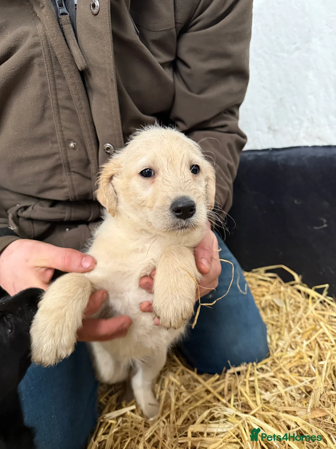 Labradoodle dogs for sale: Labradoodle pups  - Advert 11