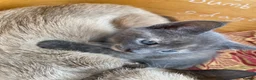 Siamese cats for sale: 5 Siamese mix babies  - Advert 10