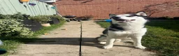 Siberian Husky dogs for stud: 🐺 Blue-Eyed Husky at Stud | Amazing Temperament in Middlesbrough - Advert 3