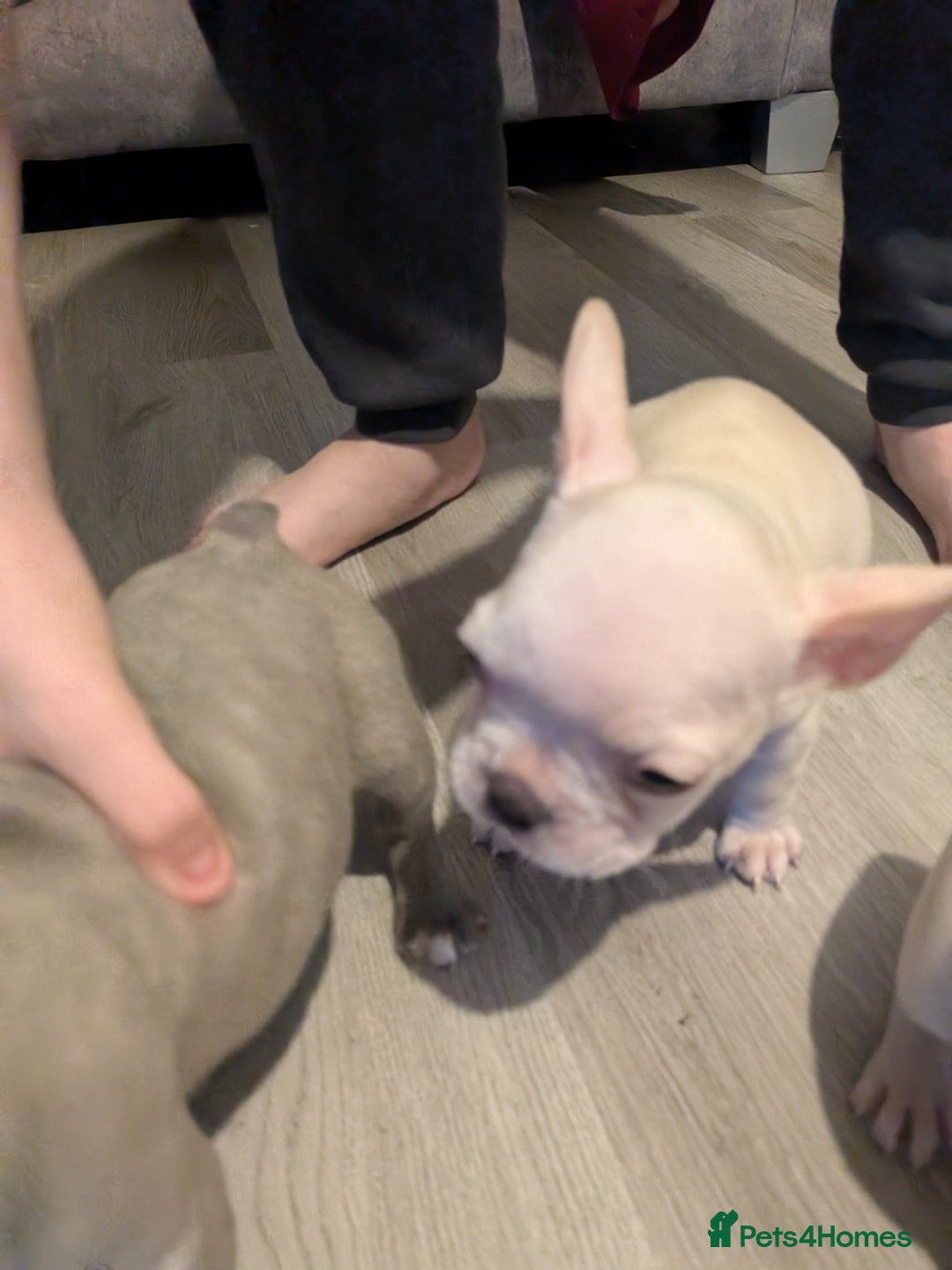 French Bulldog dogs for sale: French bulldog puppy's  - Image 15