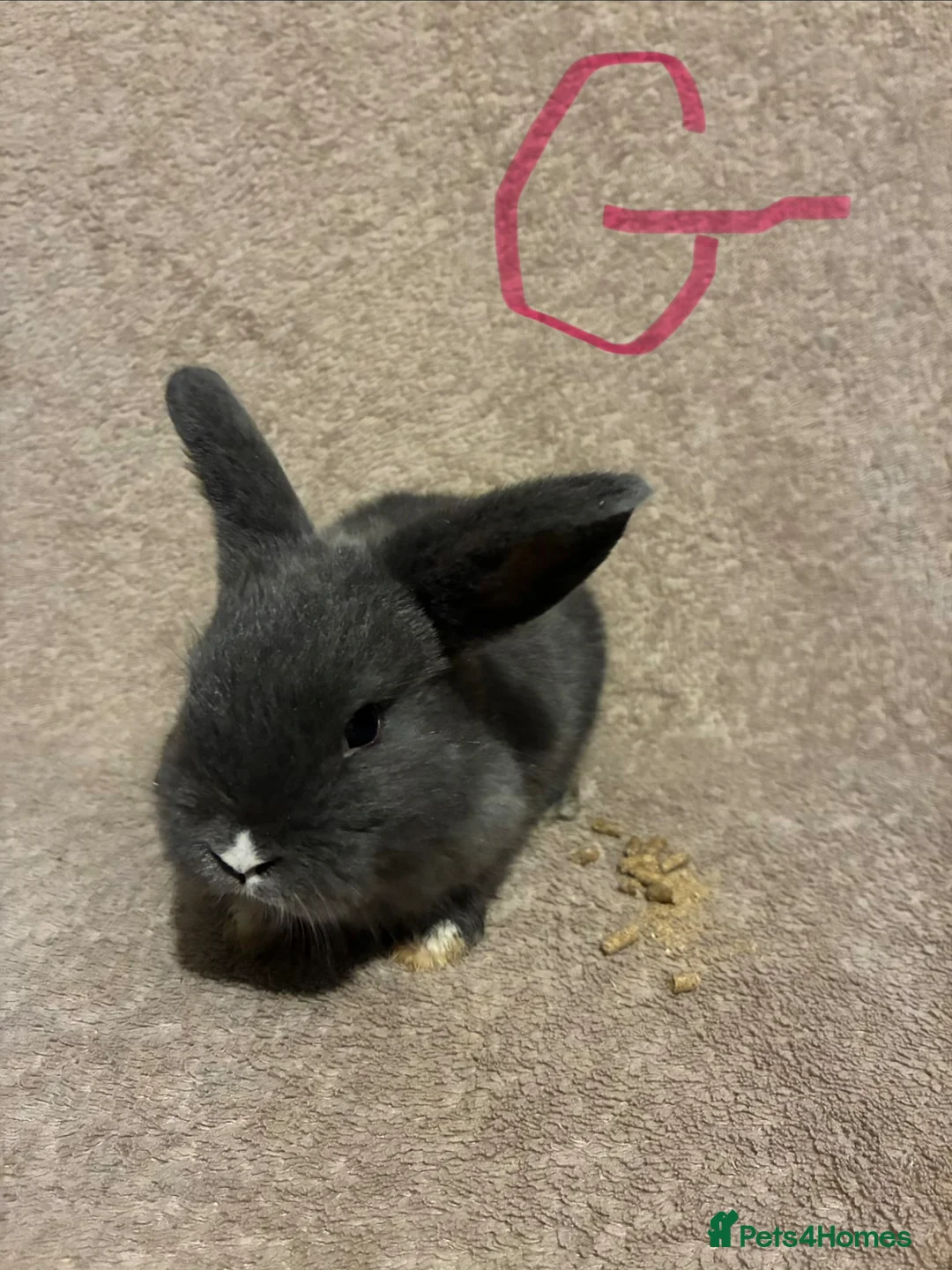 Mini Lop rabbits for sale: Pure bred mini lops  - Advert 1