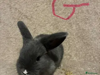 Mini Lop rabbits Pure bred mini lops - Advert 1