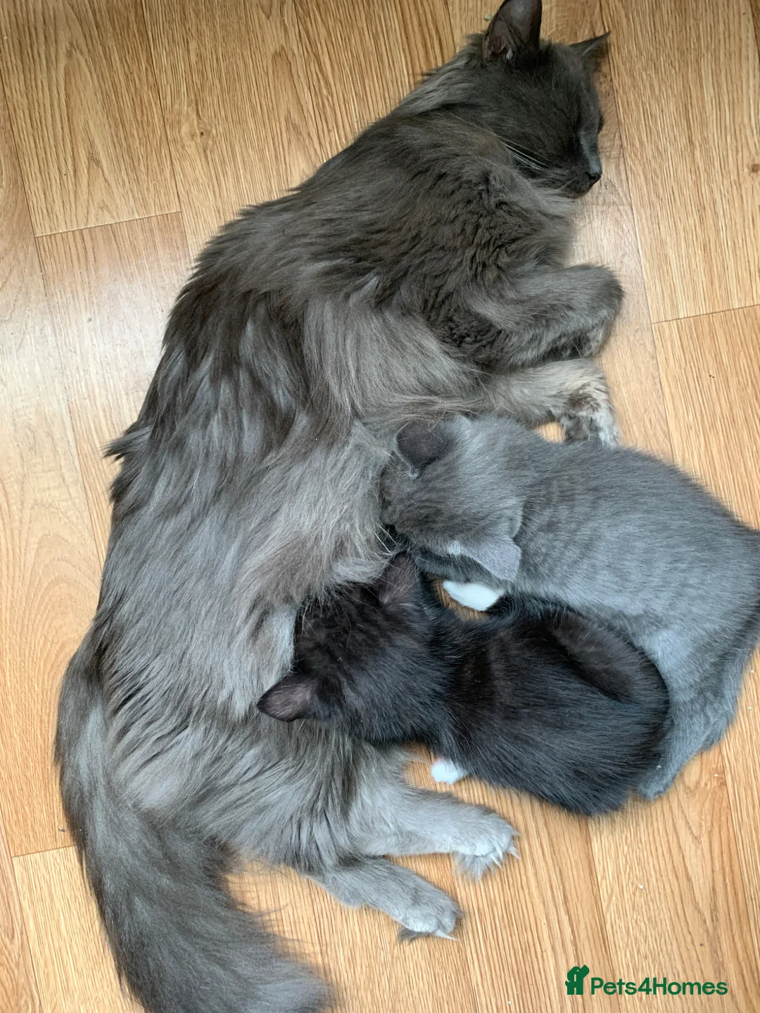 Mixed Breed cats for sale: Ragdoll mix mother 4 kittens - Advert 2