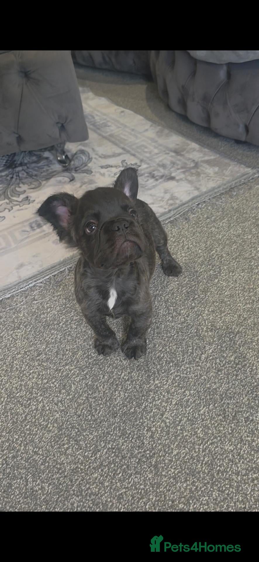 French Bulldog dogs French bulldog puppies - Advert 15