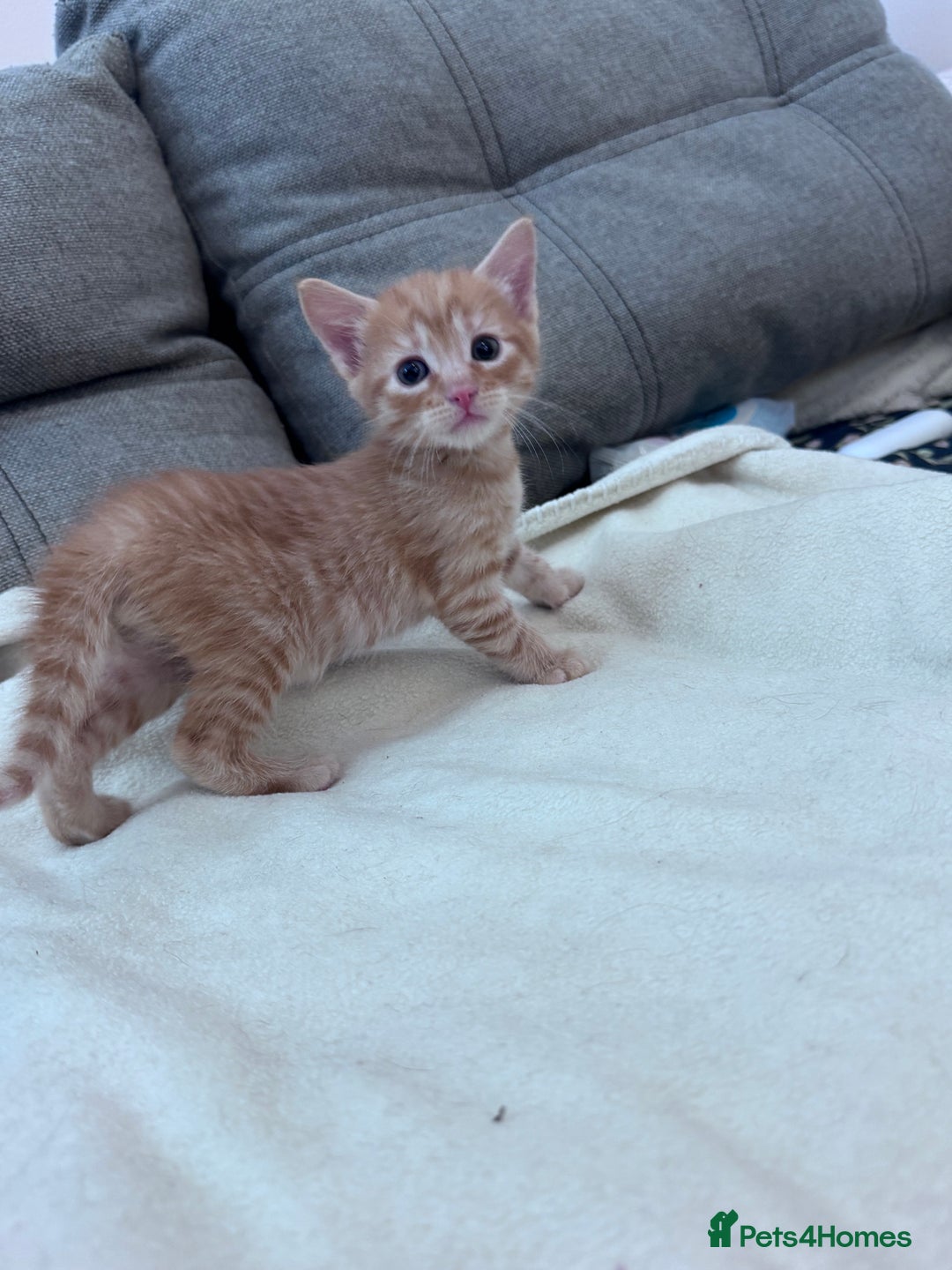 Mixed Breed cats for sale: Beautiful kittens looking new home 🐱🧡 - Advert 17