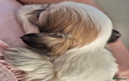 Shih Tzu dogs for sale: READY TO GO NOW Gorgeous Shih tzu puppies - Image 8