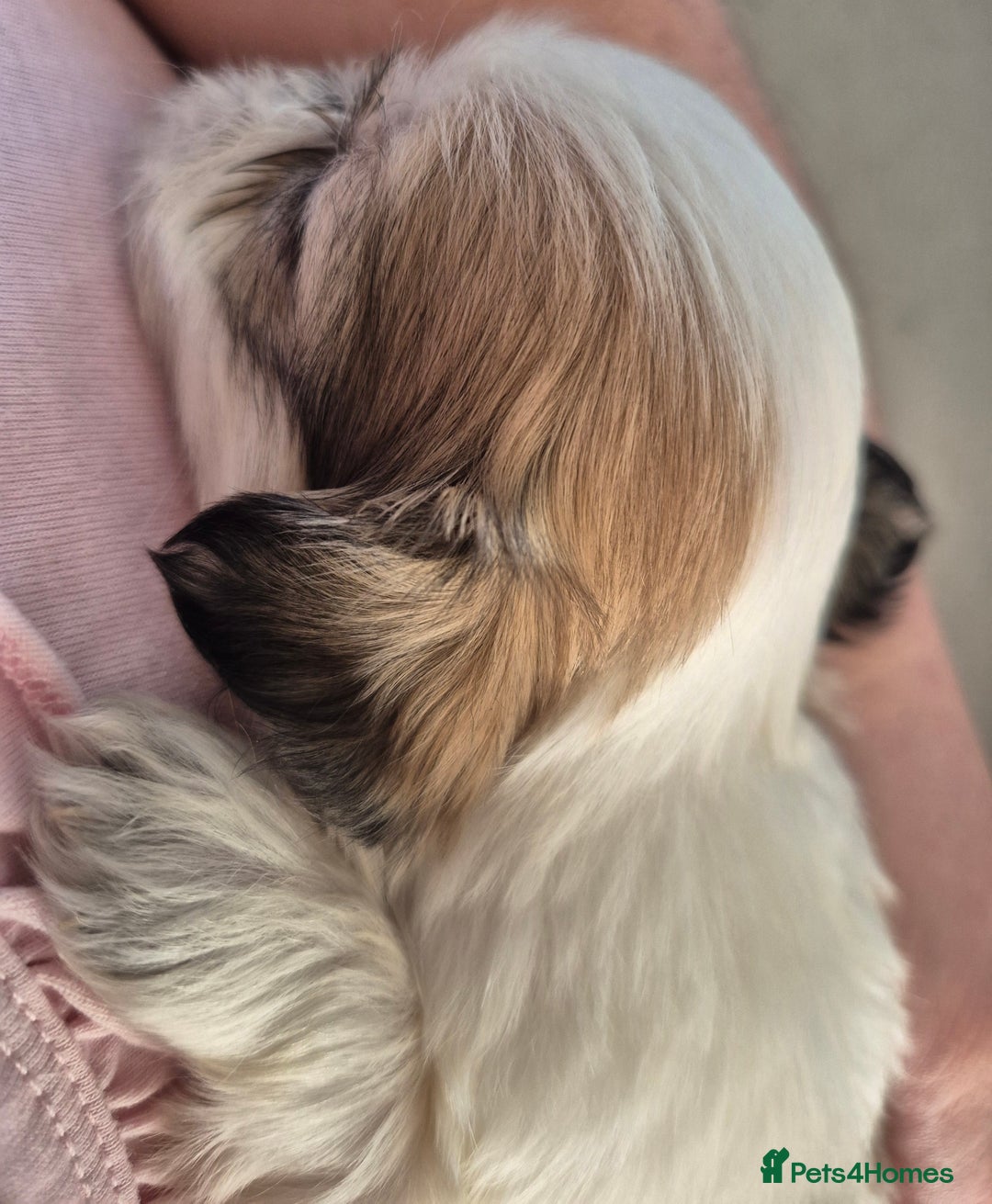 Shih Tzu dogs for sale: READY TO GO NOW Gorgeous Shih tzu puppies - Image 8