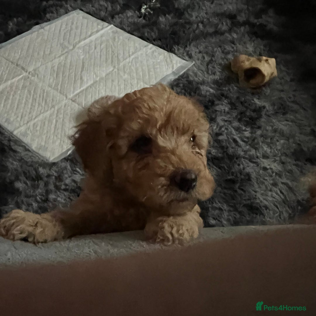 Australian Labradoodle dogs for sale: Fib Labradoodle puppies - Advert 10