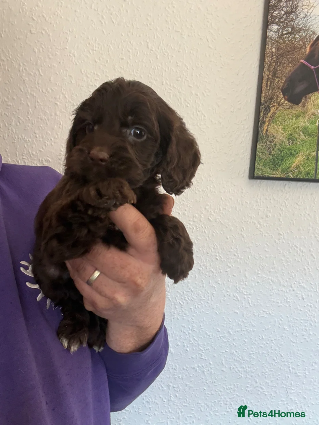 Cockapoo dogs for sale: F1 Cockapoo Pups - Advert 2