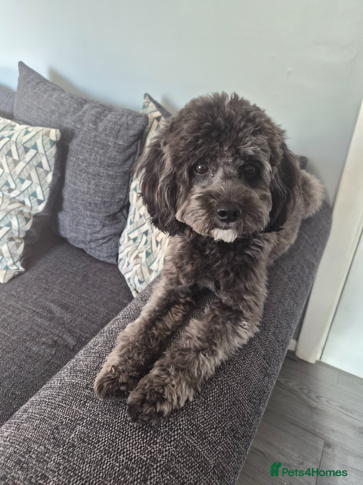 Cockapoo dogs Rocco - Advert 12