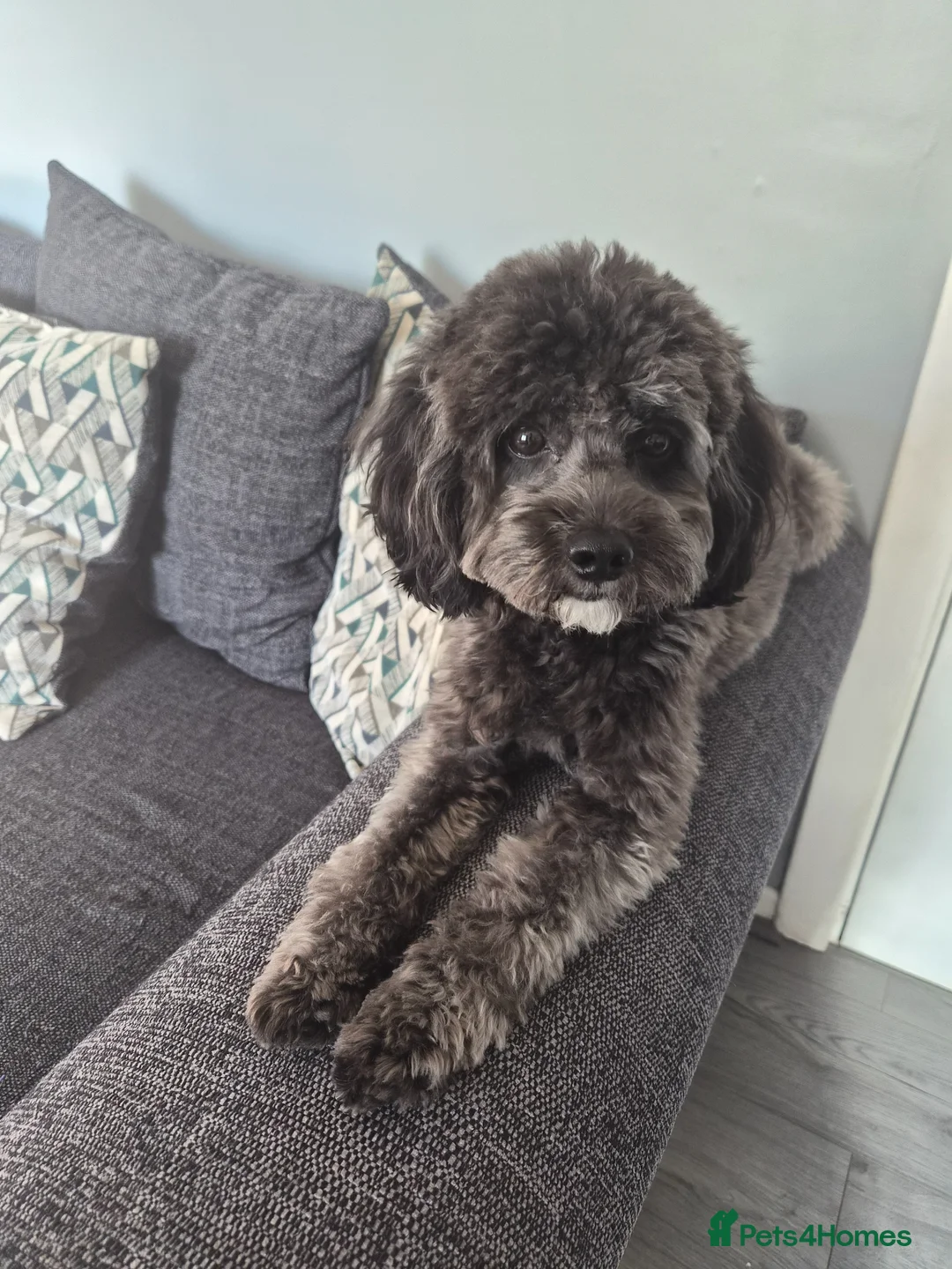 Cockapoo dogs for stud: Rocco - Advert 1