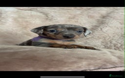 Dachshund dogs for sale: Kc reg miniature dachshund puppies - Image 3