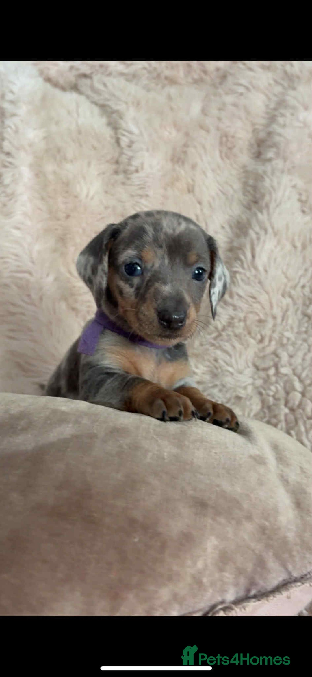 Dachshund dogs for sale: Kc reg miniature dachshund puppies - Image 3