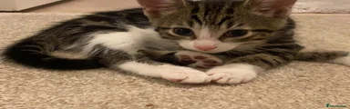 Squeaky