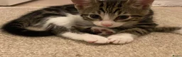 Mixed Breed cats for sale: 11 week old kittens for sale! - Advert 2