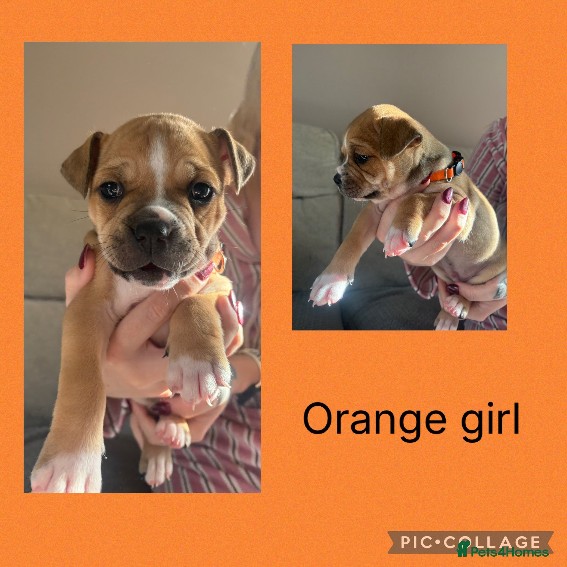 Mixed Breed dogs American bulldog / staffy puppies 3 GIRLS LEFT  - Advert 17