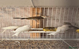Canaries birds for sale: Canaries. (READY NOW) - Image 2