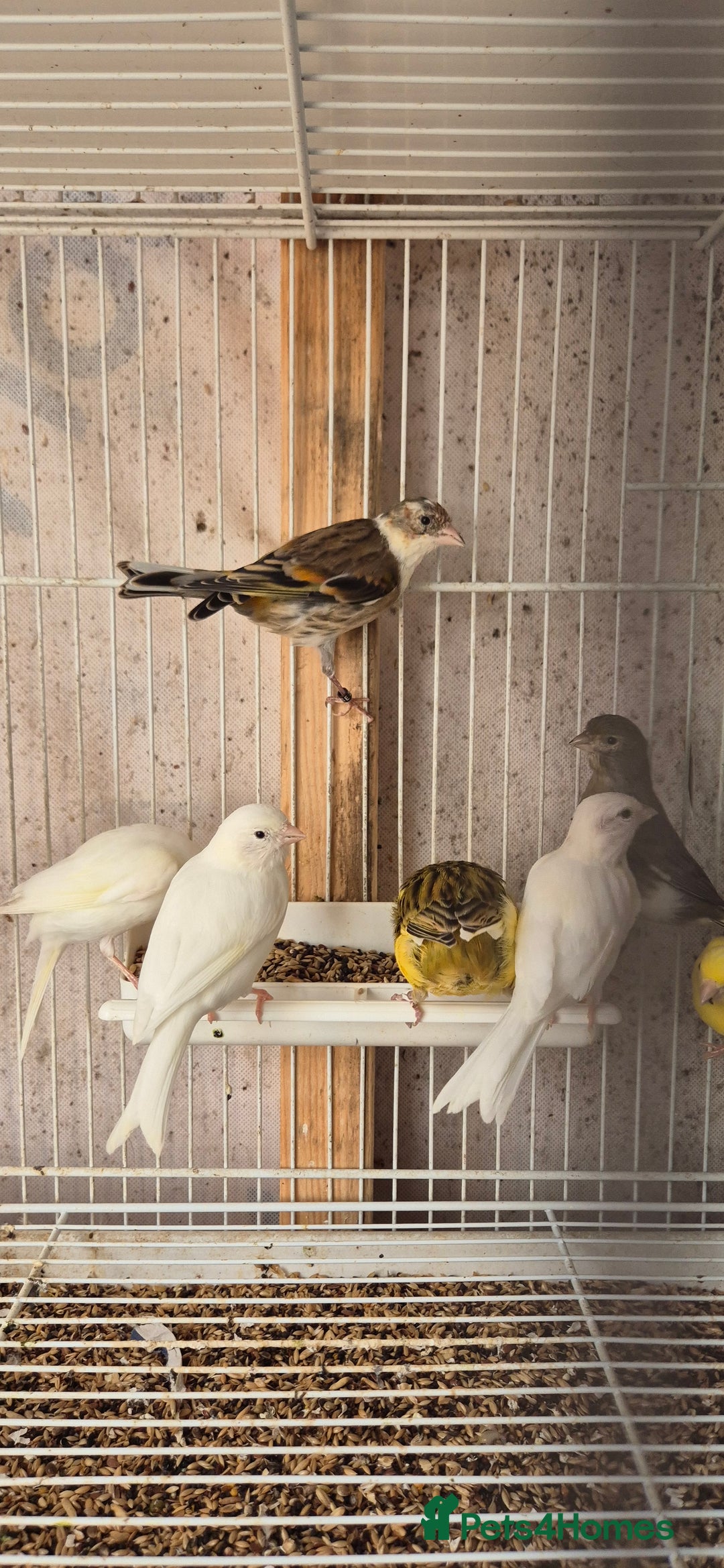 Canaries birds for sale: Canaries. (READY NOW) - Image 2