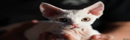 Devon Rex cats for sale: White Female Kitten Available 🤍 - Advert 17