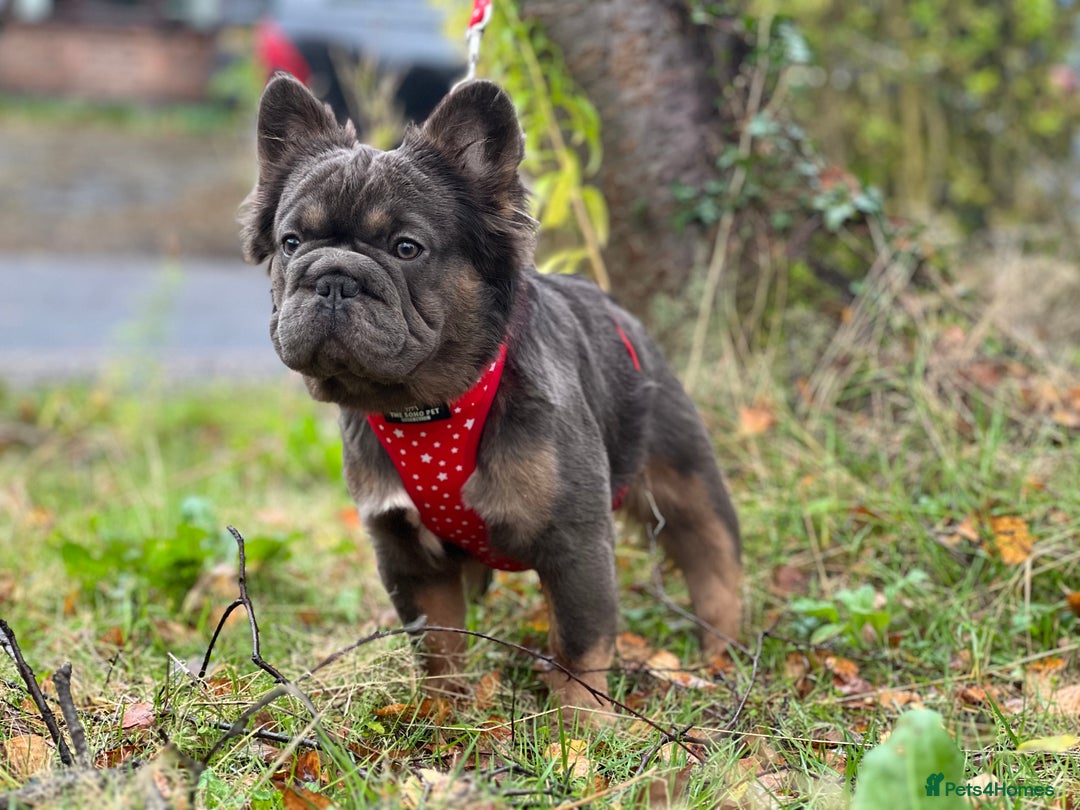 French Bulldog dogs for sale: Fluffy French bulldog🦁 - Image 4