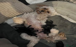 Cavapoo dogs for sale: Tiny Cavapoo - Image 11