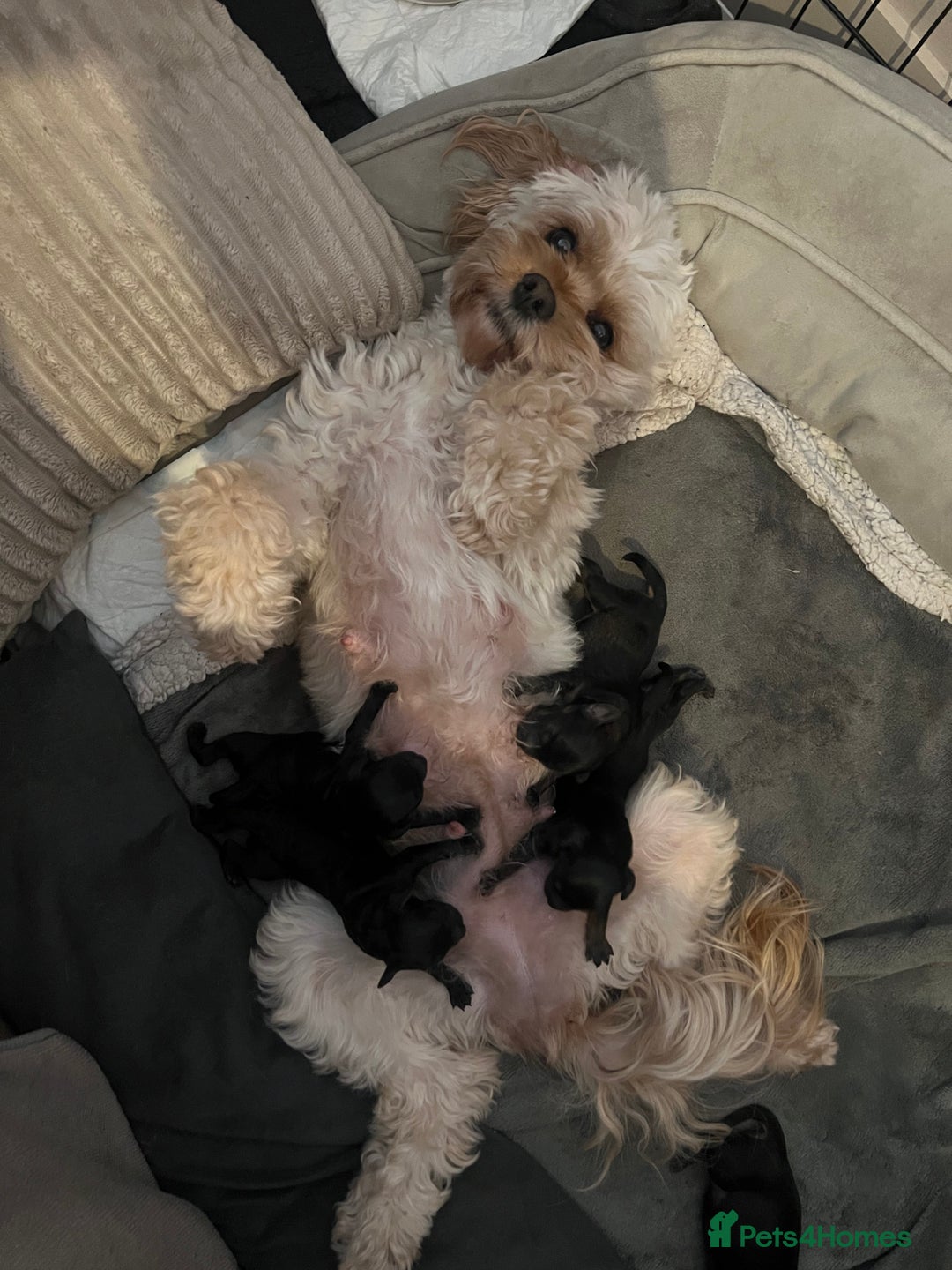 Cavapoo dogs for sale: Tiny Cavapoo - Image 11