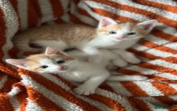 Domestic Shorthair cats for sale: Two male kittens available immediately  - Image 2