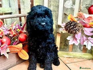 Cockapoo dogs Quality Cockapoo Puppies Black Boy remaining - Advert 17