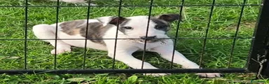 Lurcher 9