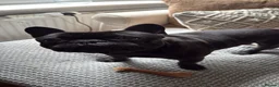 French Bulldog dogs for sale: READY NOW! Beautiful Brindle Frenchie Puppies - Advert 12