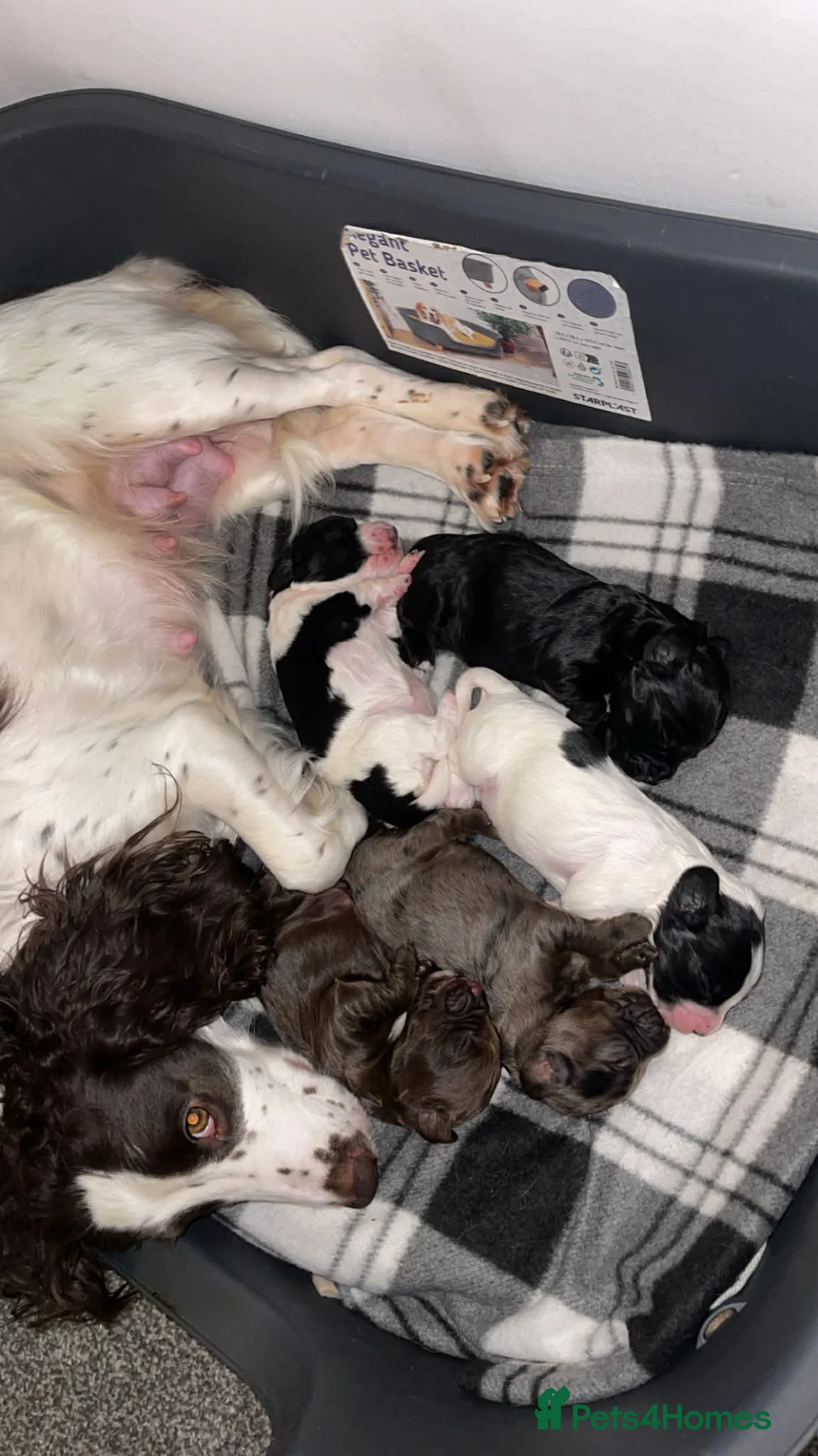 Cocker Spaniel dogs for sale: Cocker spaniels  - Advert 6