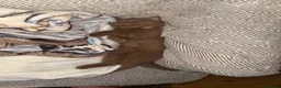 British Shorthair cats for sale: Last beautiful Cinnamon BSH Kitten left!! 🐾 - Advert 14