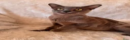 Burmese cats for sale: Beautiful Blue Burmese Girl - Advert 3