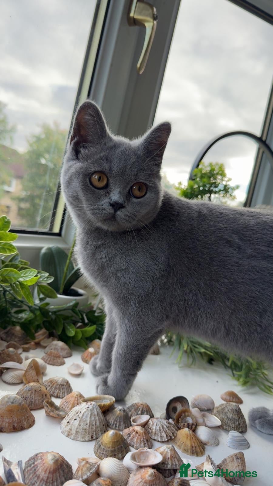 British Shorthair cats British shorthair cat - Advert 2