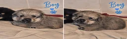 Mixed Breed dogs for sale: Rokita puppies  - Advert 6