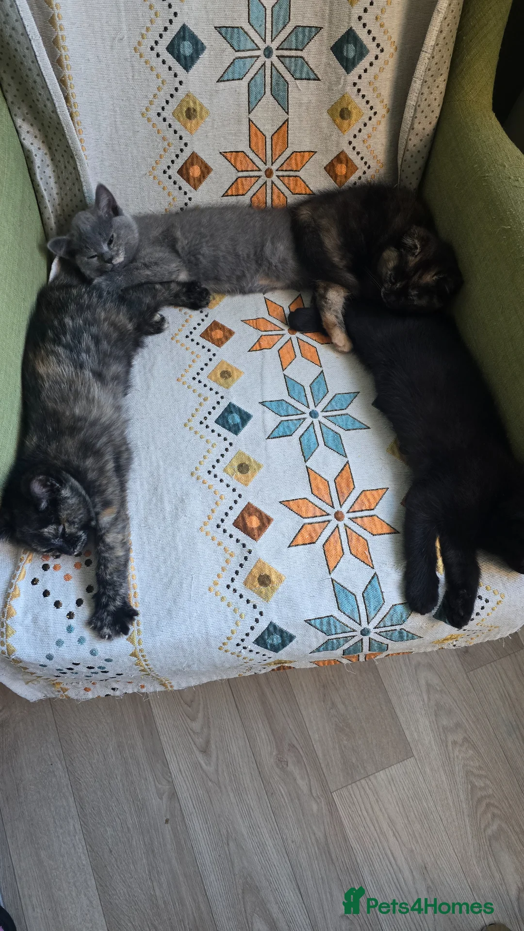 Brazilian Shorthair cats for sale: Beautiful kittens - Advert 6