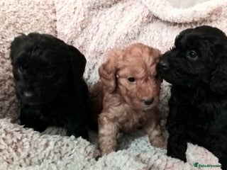 Cockapoo dogs F1 small Cockerpoo / Cockapoo puppies. 😍 - Advert 2