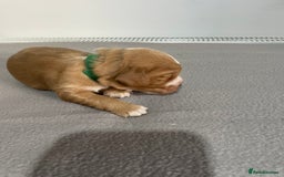 Cocker Spaniel dogs for sale: Cocker Spaniel Puppies - Advert 3