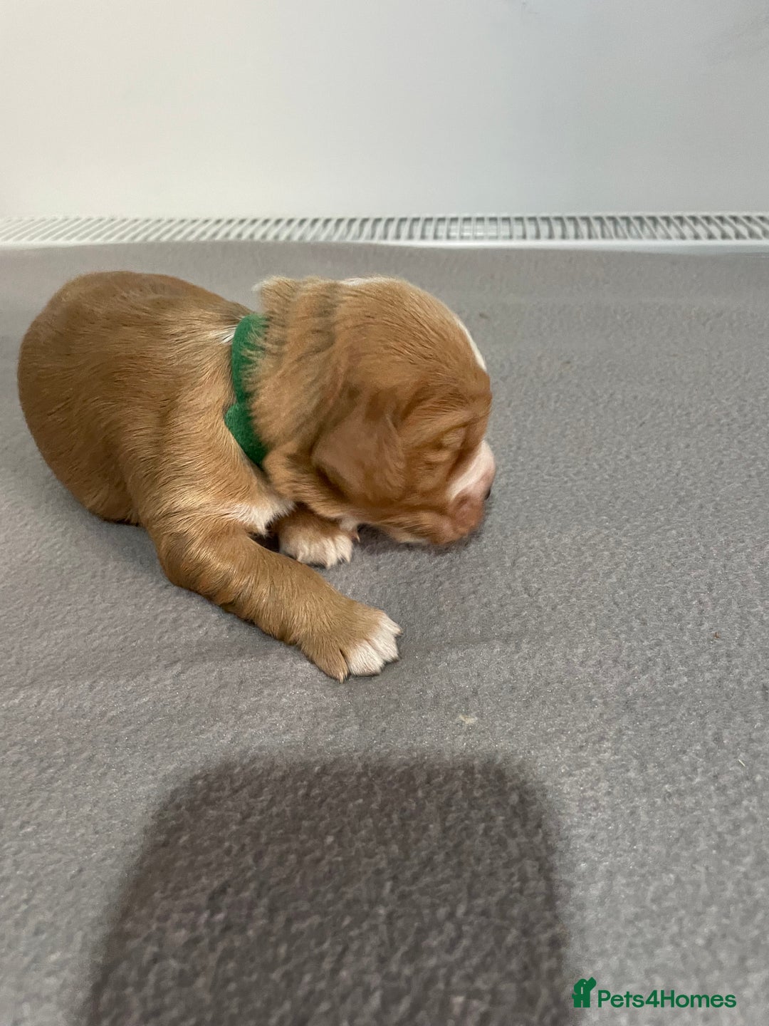 Cocker Spaniel dogs for sale: Cocker Spaniel Puppies - Advert 3