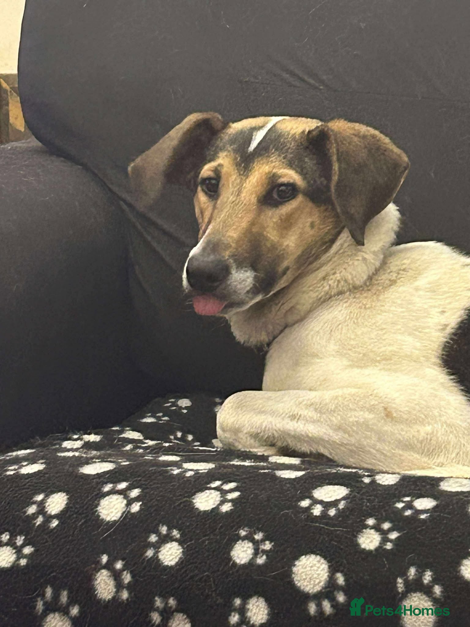 Mixed Breed dogs Nora is looking for a loving forever home in Withernsea - Advert 2