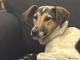 Mixed Breed dogs in Withernsea - Advert 6