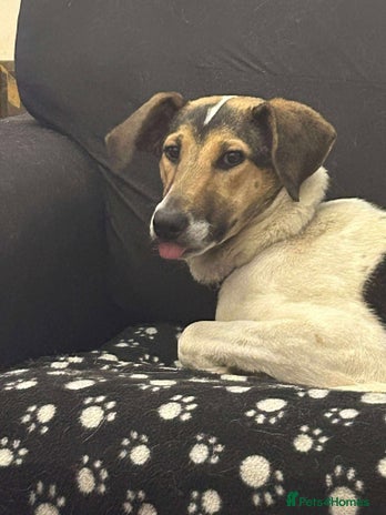 Mixed Breed dogs Nora is looking for a loving forever home in Withernsea - Advert 7