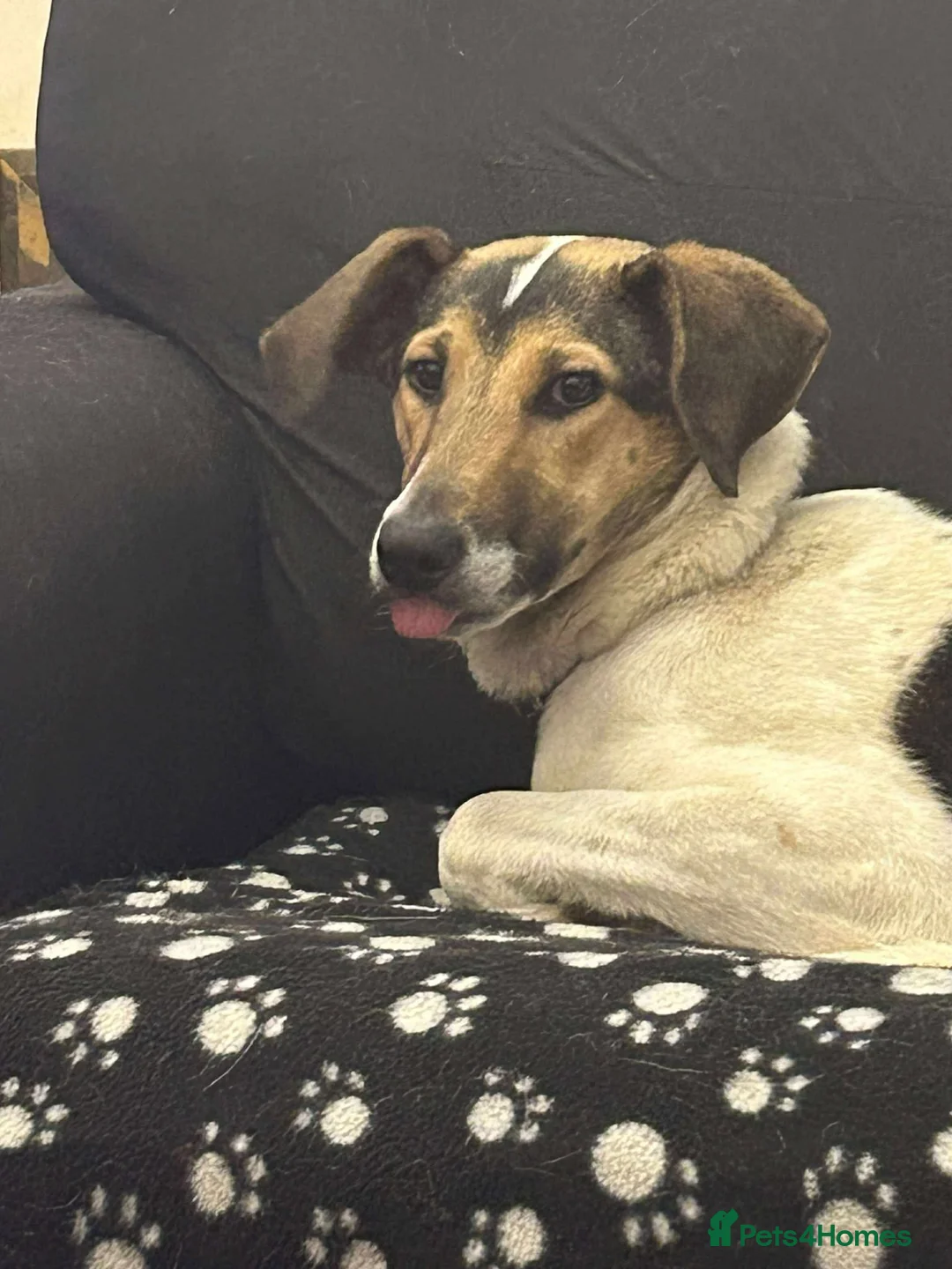 Mixed Breed dogs for adoption: Nora is looking for a loving forever home in Withernsea - Advert 2