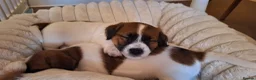 Jack Russell dogs for sale: Crazy Jacks in Bridgwater - Advert 5