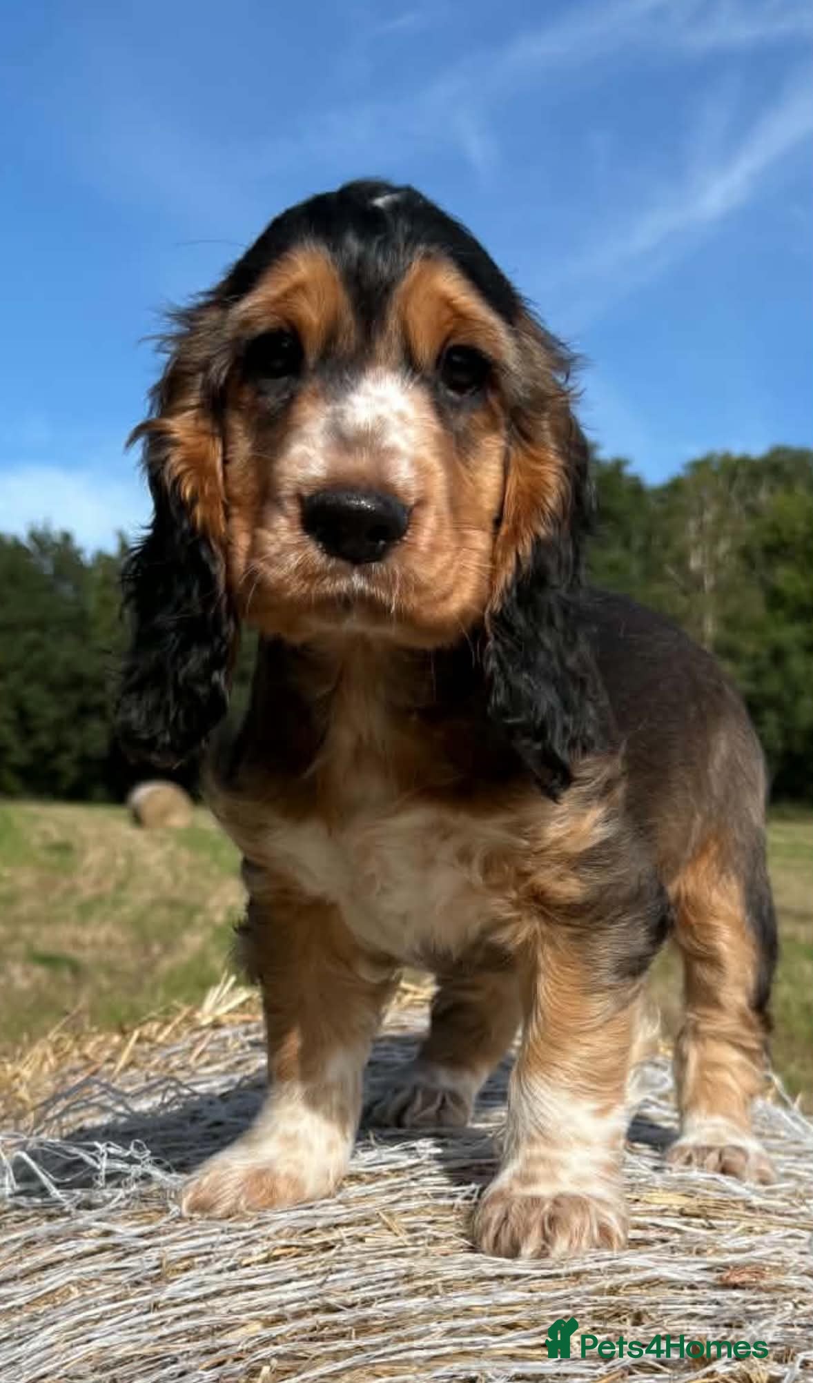 Cocker Spaniel dogs ✨ONE GIRL health tested KC show type babies✨ - Advert 1