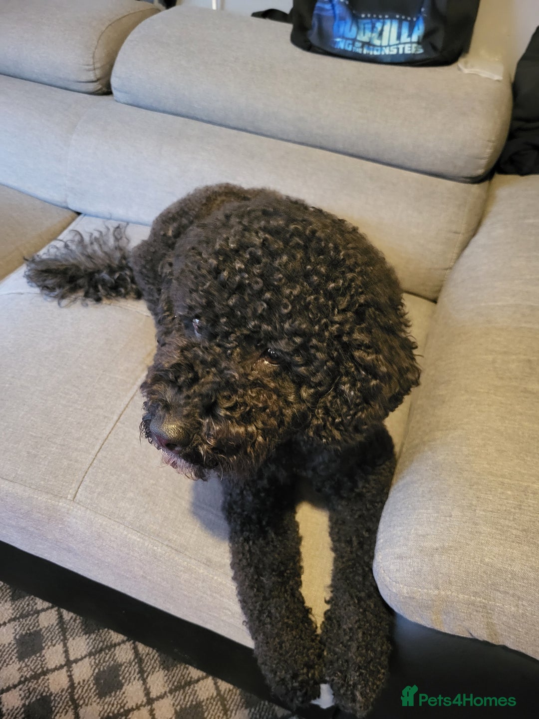 Miniature Poodle dogs for sale: For sale 4 gorgeous girls and 2 boys  - Advert 19