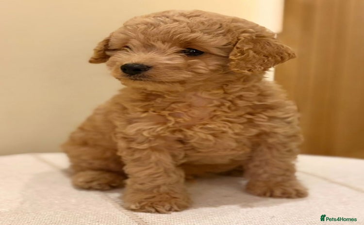 Cavapoo dogs - Advert 8